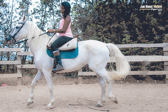 Sleipnir, Horse, Iguana, Hybrid, Photoshop, Odin, Viking, Black riding